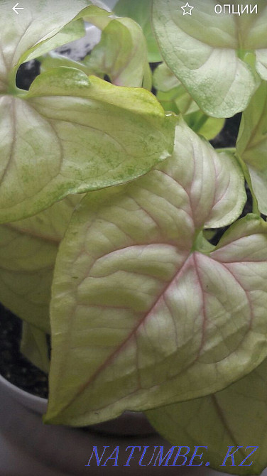 Сингониум сортовой. Костанай - изображение 2