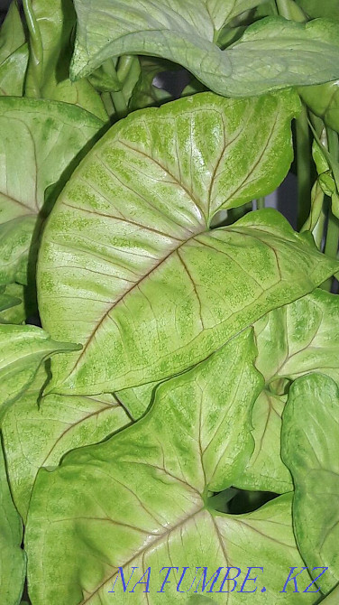 Сингониум сортовой. Костанай - изображение 1