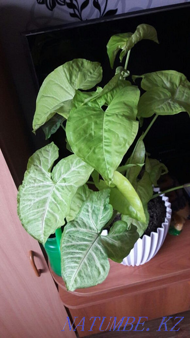 Сингониум сортовой. Костанай - изображение 3