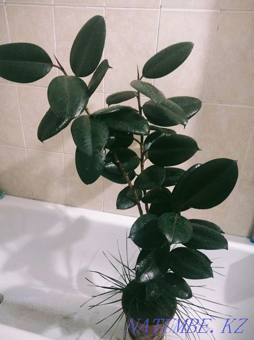 Хочу продать Фикус в горшке  - изображение 3