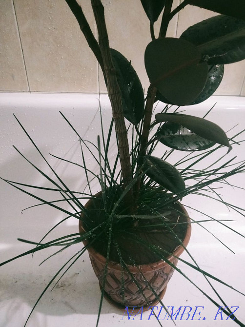 Хочу продать Фикус в горшке  - изображение 4