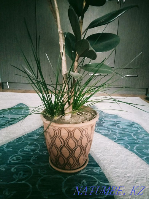 Хочу продать Фикус в горшке  - изображение 5