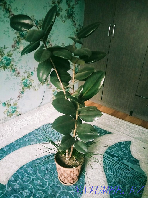 Хочу продать Фикус в горшке  - изображение 1