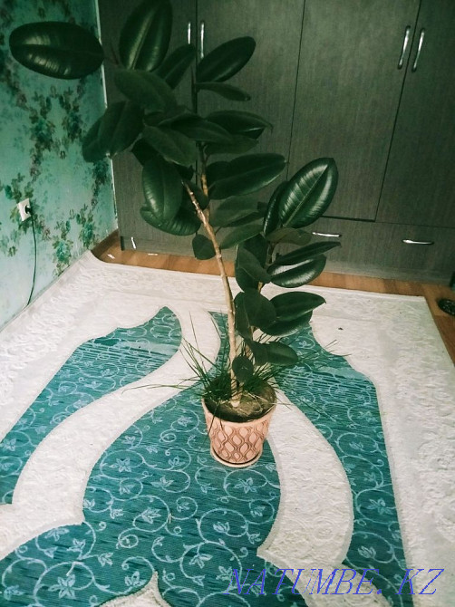 Хочу продать Фикус в горшке  - изображение 2