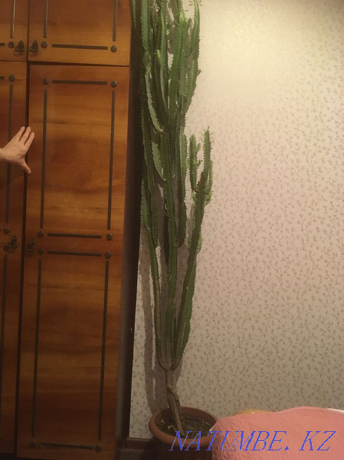 Indoor plants, various cacti, flowers Almaty - photo 6
