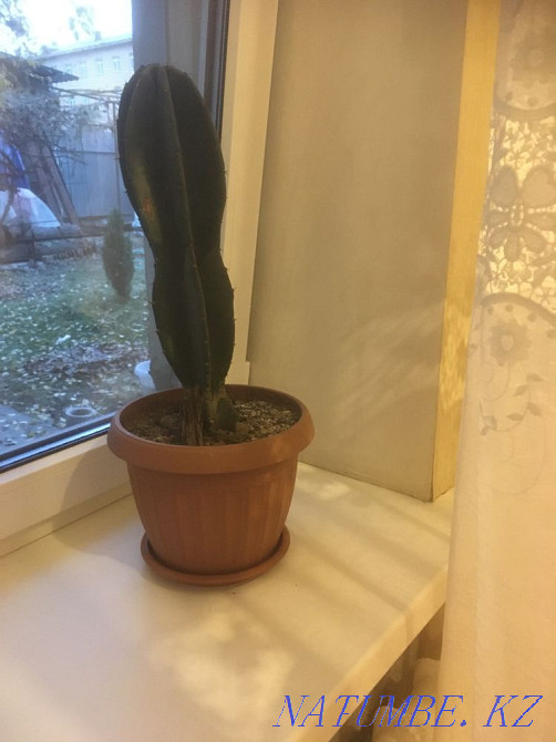 Indoor plants, various cacti, flowers Almaty - photo 8