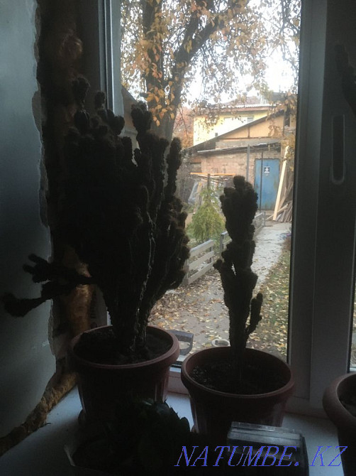 Indoor plants, various cacti, flowers Almaty - photo 5