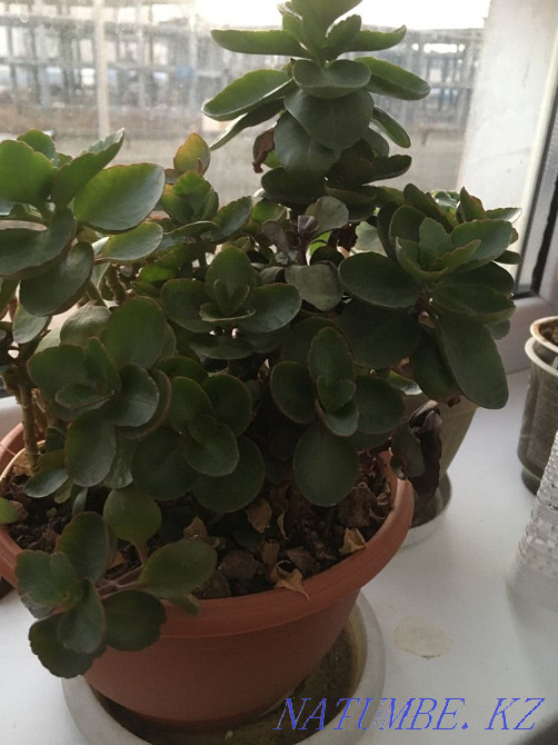 Indoor plants, various cacti, flowers Almaty - photo 3