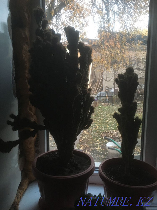Indoor plants, various cacti, flowers Almaty - photo 7