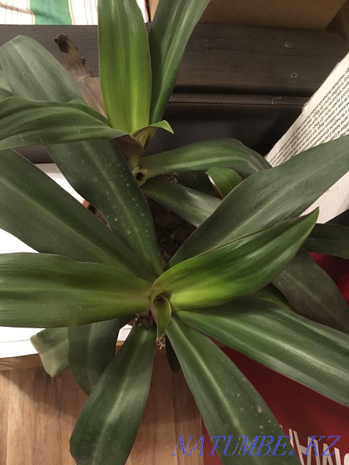 Indoor plants, various cacti, flowers Almaty - photo 4