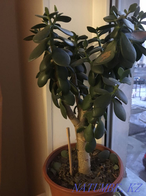 Indoor plants, various cacti, flowers Almaty - photo 2