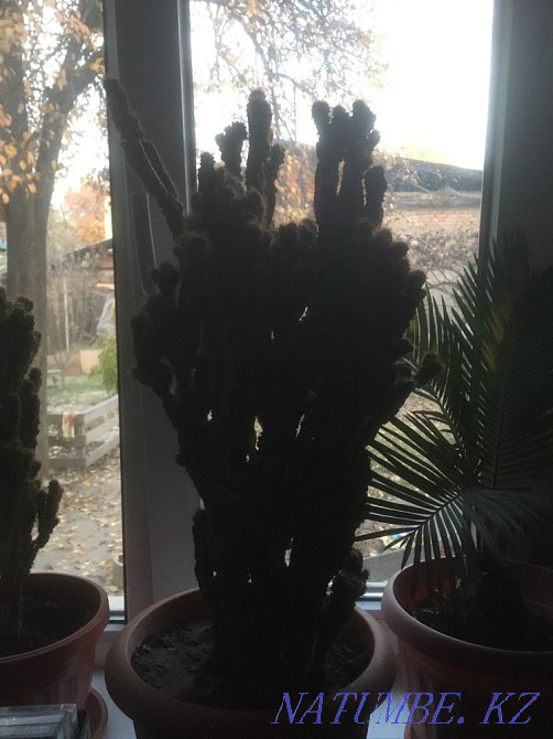 Indoor plants, various cacti, flowers Almaty - photo 1