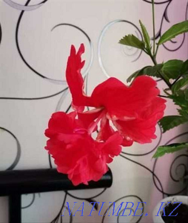 Роза сорты «Мэри» гибискус  Ақтөбе  - изображение 3