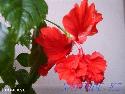 Роза сорт «мэри» гибискус Актобе - изображение 1