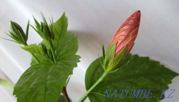 Роза сорт «мэри» гибискус Актобе - изображение 2