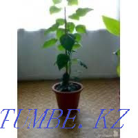 Роза сорт «мэри» гибискус Актобе - изображение 4