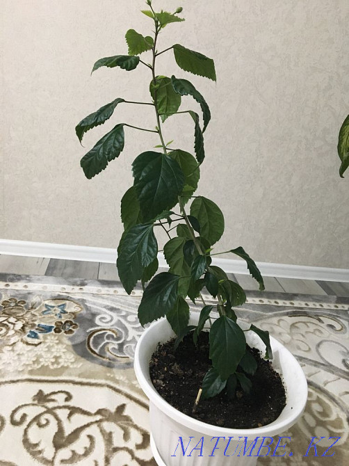 Роза сорт «мэри» гибискус Актобе - изображение 5