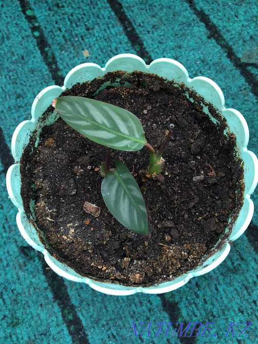 Жабық гүл Колотея, Пелея және Әйел бақыты  Ақтөбе  - изображение 1