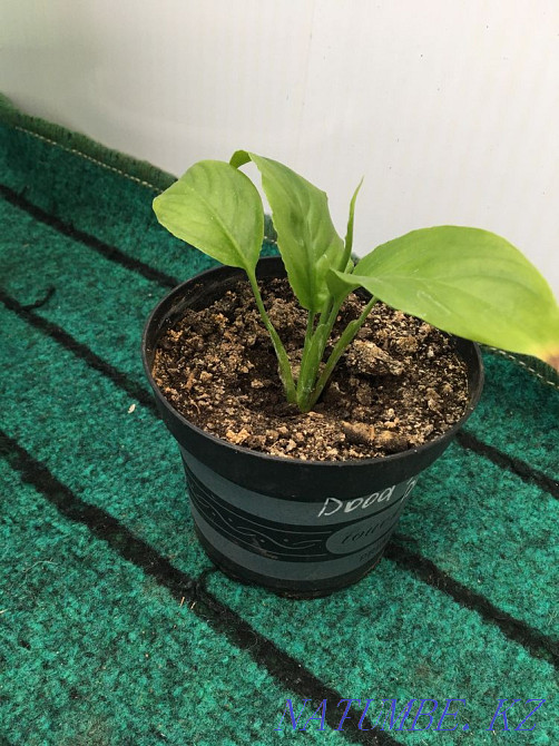 Жабық гүл Колотея, Пелея және Әйел бақыты  Ақтөбе  - изображение 2