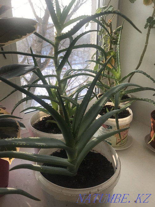 Good aloe 3 years Karagandy - photo 1