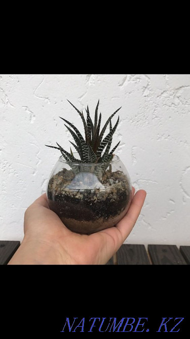 Haworthia. Indoor plant. Almaty - photo 2