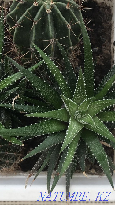 Haworthia. Indoor plant. Almaty - photo 3