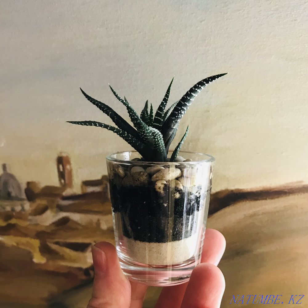 Haworthia. Indoor plant. Almaty - photo 1