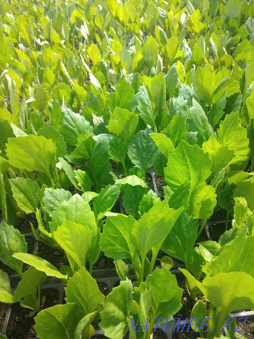 Astra varietal only wholesale!  - photo 2