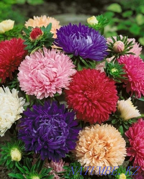 Astra varietal only wholesale!  - photo 1