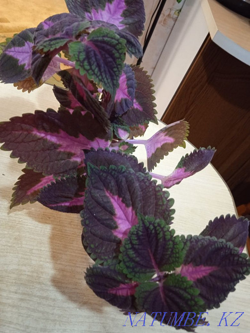 Комнатные цветы, комнатные растения. Бостандык - изображение 8