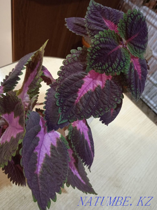 Комнатные цветы, комнатные растения. Бостандык - изображение 1