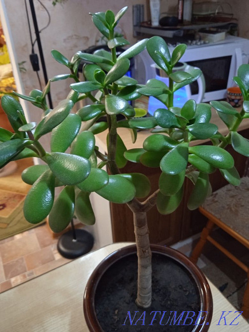 Комнатные цветы, комнатные растения. Бостандык - изображение 4