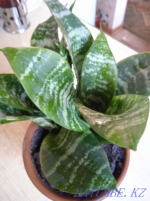 Комнатные цветы, комнатные растения. Бостандык - изображение 3