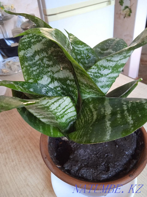 Комнатные цветы, комнатные растения. Бостандык - изображение 7