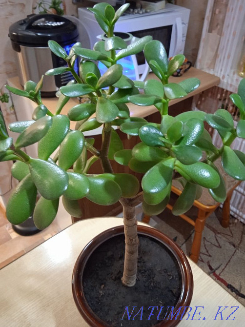 Комнатные цветы, комнатные растения. Бостандык - изображение 5