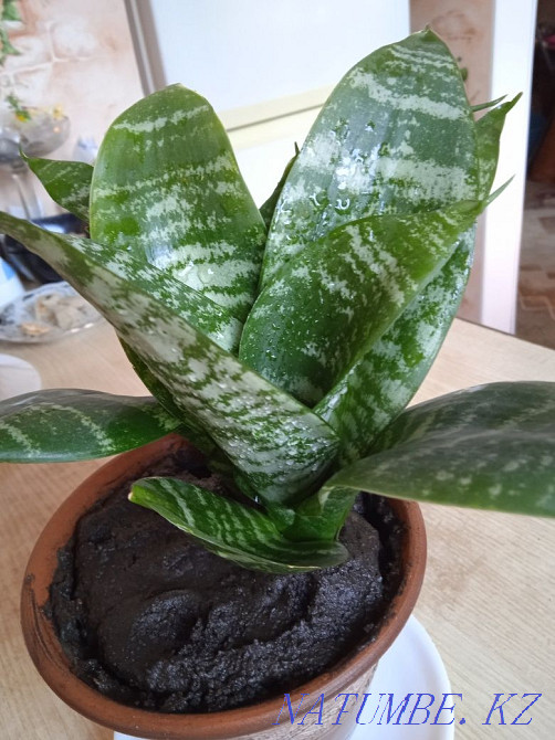 Комнатные цветы, комнатные растения. Бостандык - изображение 6