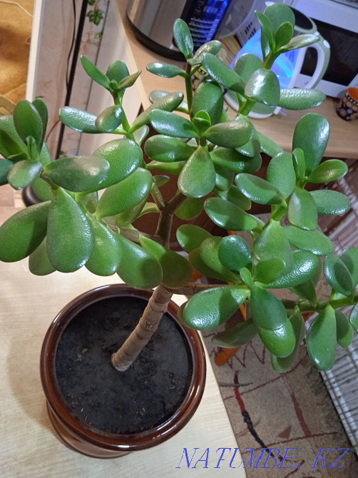 Комнатные цветы, комнатные растения. Бостандык - изображение 2