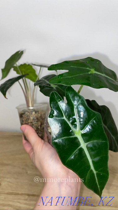 Alocasia Almaty - photo 1