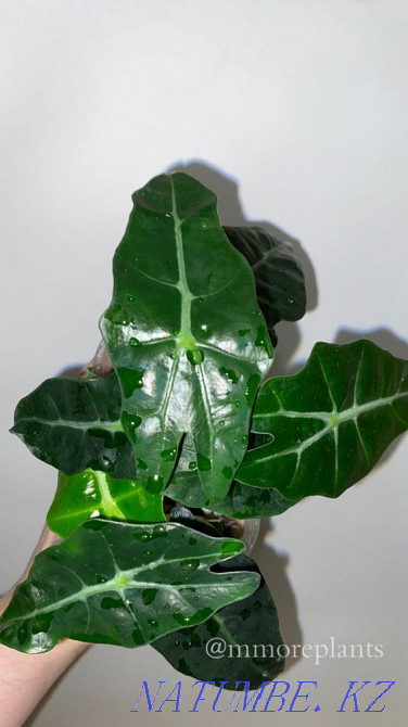Alocasia Almaty - photo 2