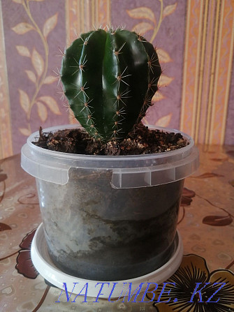 home cactus. Ekibastuz - photo 2