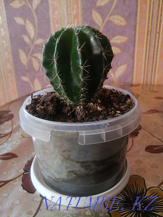 home cactus. Ekibastuz - photo 1