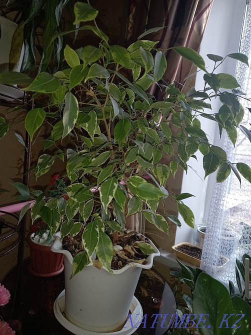 Продам комнатные цветы Уральск - изображение 3