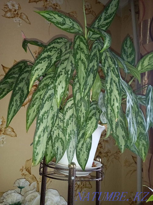 Продам комнатные цветы Уральск - изображение 1