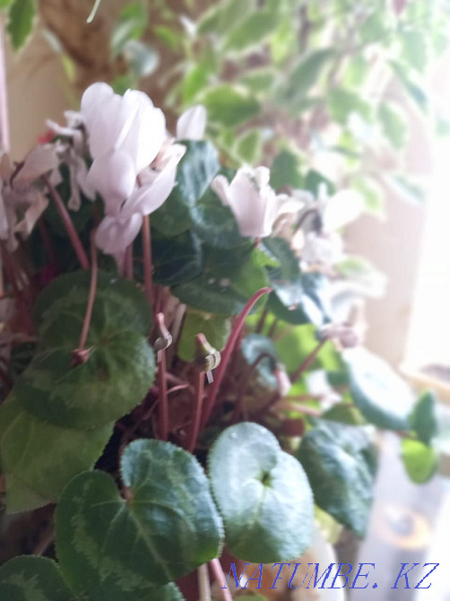 Продам комнатные цветы Уральск - изображение 2