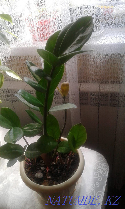 Продам комнатные цветы Уральск - изображение 4