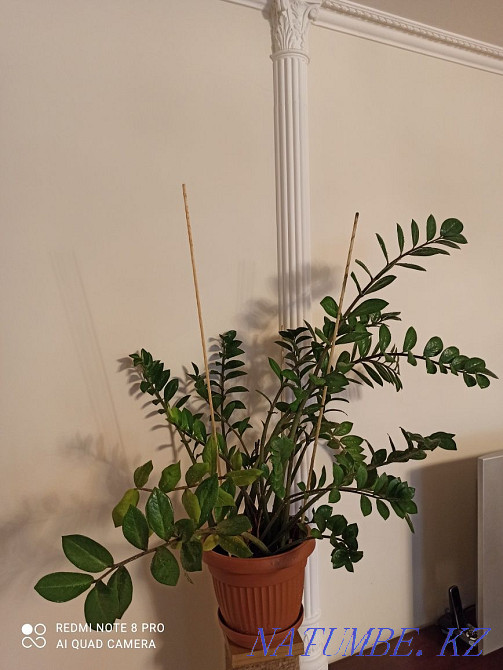 Zameoculcas, dollar tree. Astana - photo 1