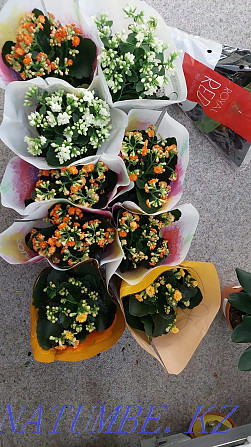 бөлме өсімдіктерін белгілеу  Астана - изображение 2