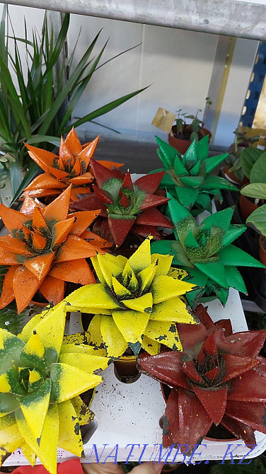 houseplant markdown Astana - photo 6