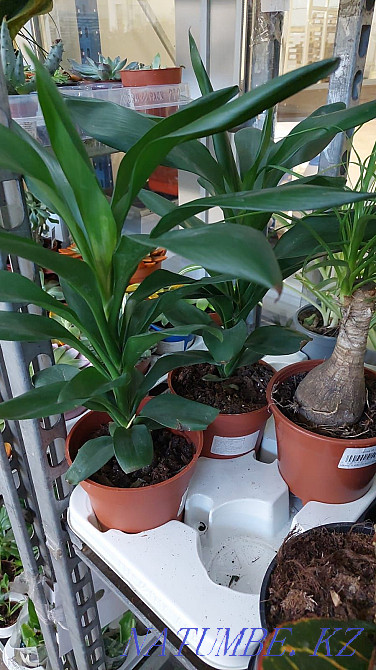 houseplant markdown Astana - photo 4