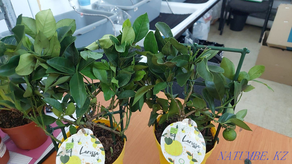 houseplant markdown Astana - photo 3